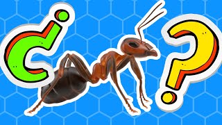 Las Hormigas Videos Educativos Para Niños Los Insectos Los Animales Doentales Para Niños