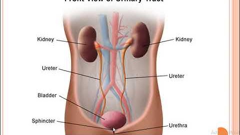 Animal form and function II Lec 14