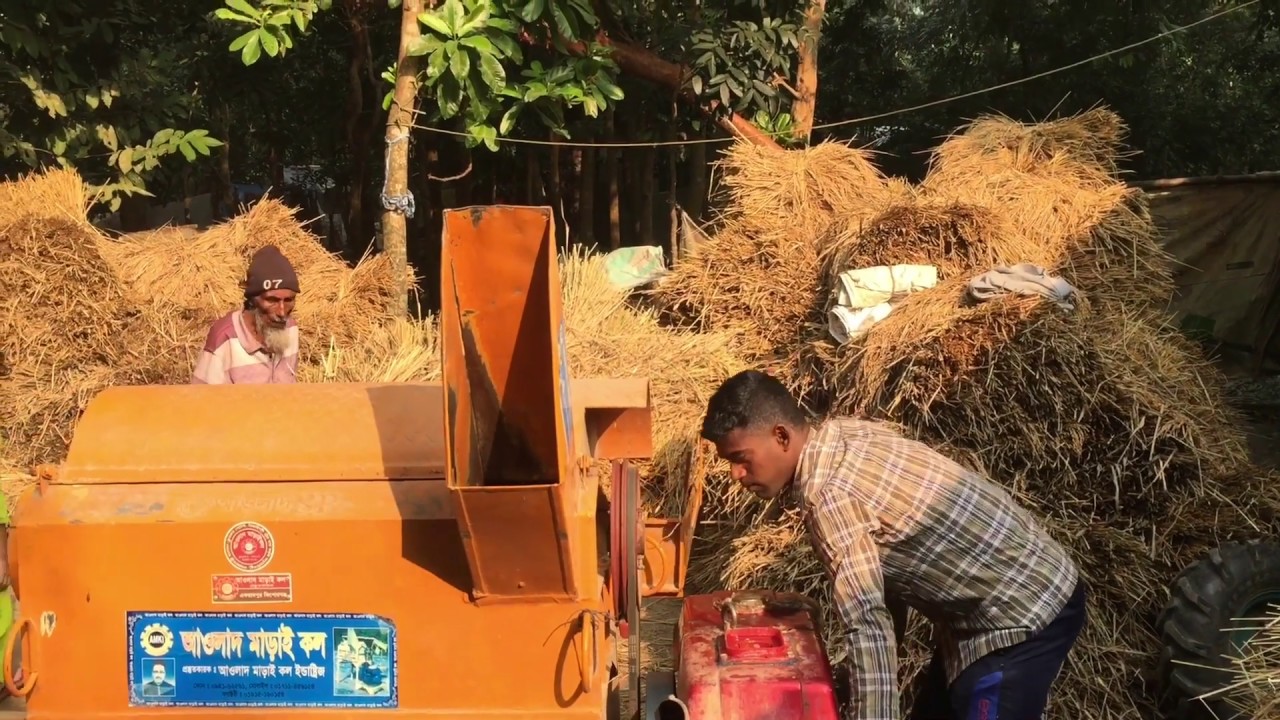 Dhan Marai - Gram Bangla Bangladesh Barisal