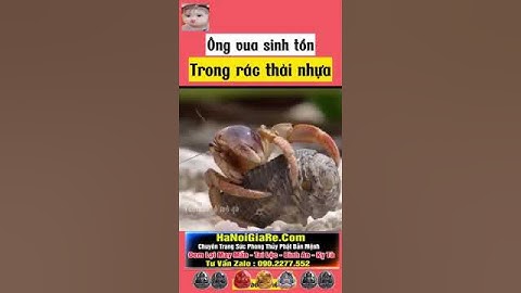 Loài vật này biết cách dùng rác thải nhựa. #shorts