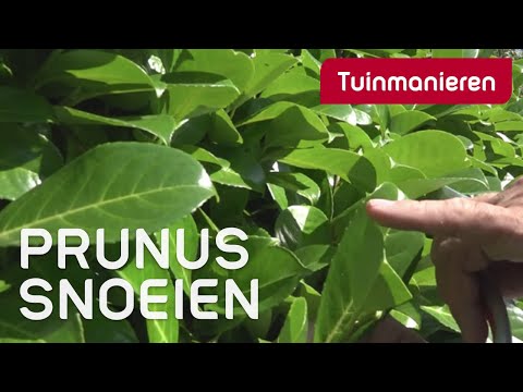 Video: Laurier snoeien: leer wanneer je laurierbomen in de tuin moet snoeien