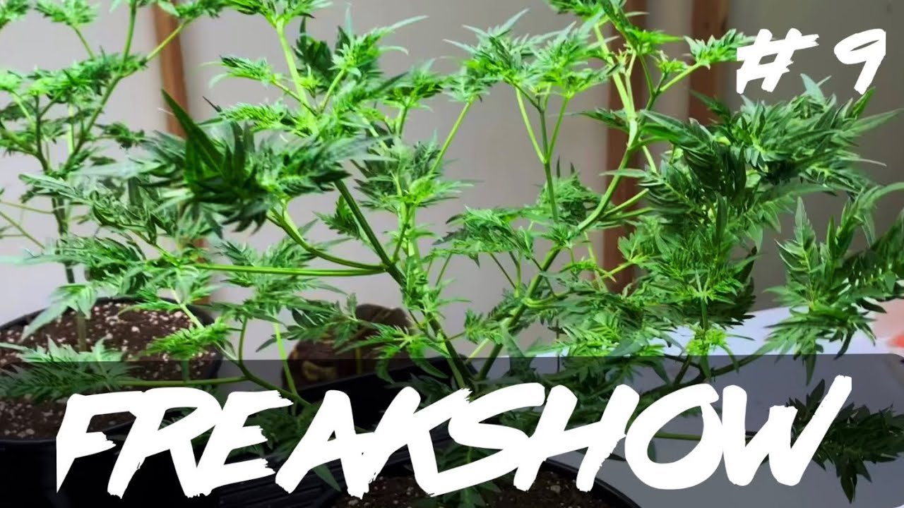 Matty Grows | The Work Grow | Freakshow | #9 | 