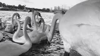 Vienna Donau Austria 4K