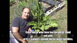 picture How To Grow Horseradish Youtube youtube