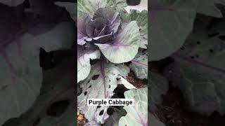 PURPLE CABBAGE gardening vegetables purplecabbage shortsvideo