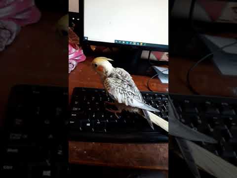 Baby Cockatiel Plays