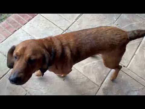 Jam On It Wikkky Wikkky Wikkky