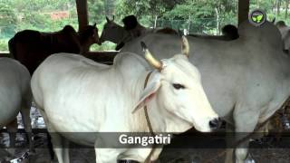 Indian Desi Cow Breed Gangatiri screenshot 2