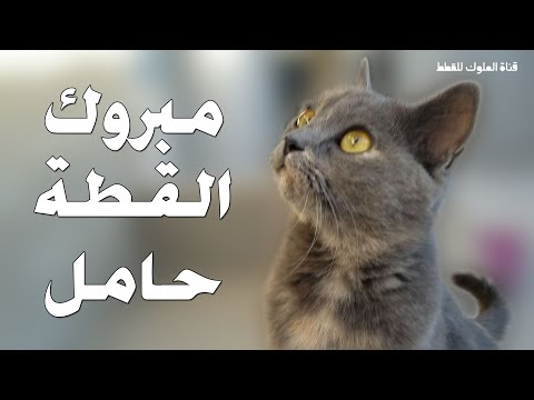 كيف اعرف ان القطة حامل