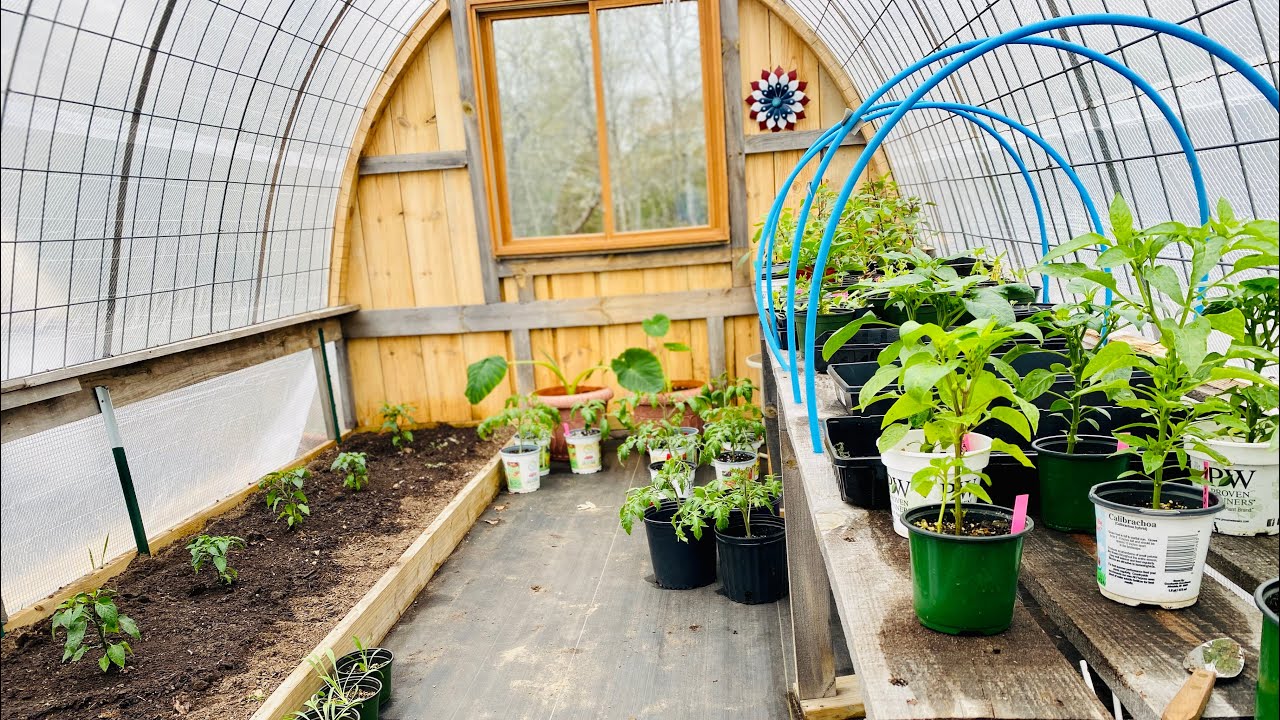 Planting Peppers in Cattle Panel Greenhouse / Perennial Rosemary Zone 6