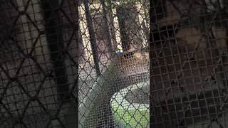 Zoo🐻🐒#minivlog #likesharesubscribe #dailyvlogging #zoovlog #shortvideo #simplelifestyle