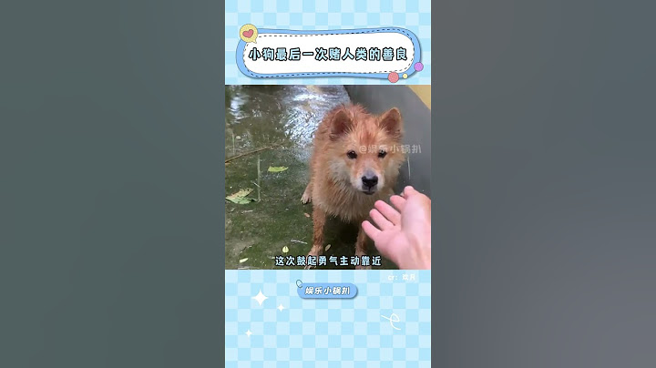 這是#小狗  最后一次賭人類的善良 #治愈  #感動 #動物