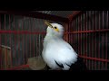 Jangan Heran Kalau Jalak Kebo Jalak Suren Jalak Nias Jadi Gacor Dengan Jalak Putih Gacor Ini Mp3 - Mp4 Download