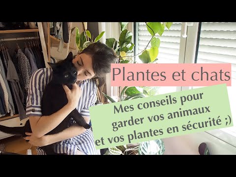 Plantes et chats