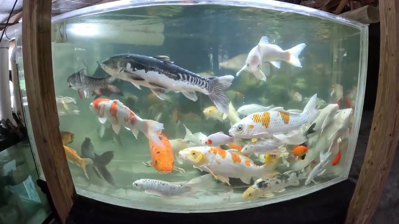 Cyprinids split up by size in 2 temporary tanks