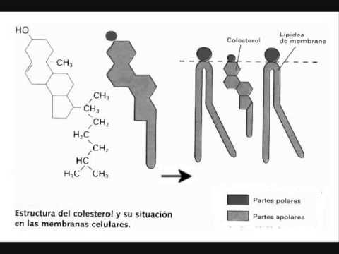 Vídeo: ¿Es El Colesterol Un Esteroide?