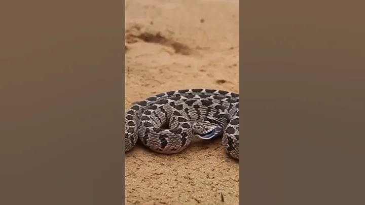 Egg eating snake defense!!😱😱😱🐍 (incredible) #shorts #reptiles #snakes #animals