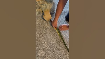 Seam tape hack #flooring #carpet