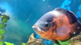 fresh Water Aquariums - Oscar Devours the Biggest Goldfish Yet !