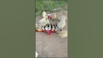 Use 2 cans of coca cola to create a unique bird trap #shorts #trap #birdtrap #birdtrapcreative