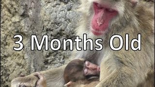 Baby Monkey 22 - 3 Months Old