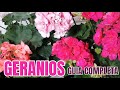 Geranios geranium  guía de COMPLETA de cultivo y cuidados