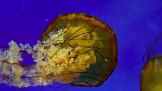 Phylum Cnidaria Part 3: Classes Scyphozoa and Staurozoa