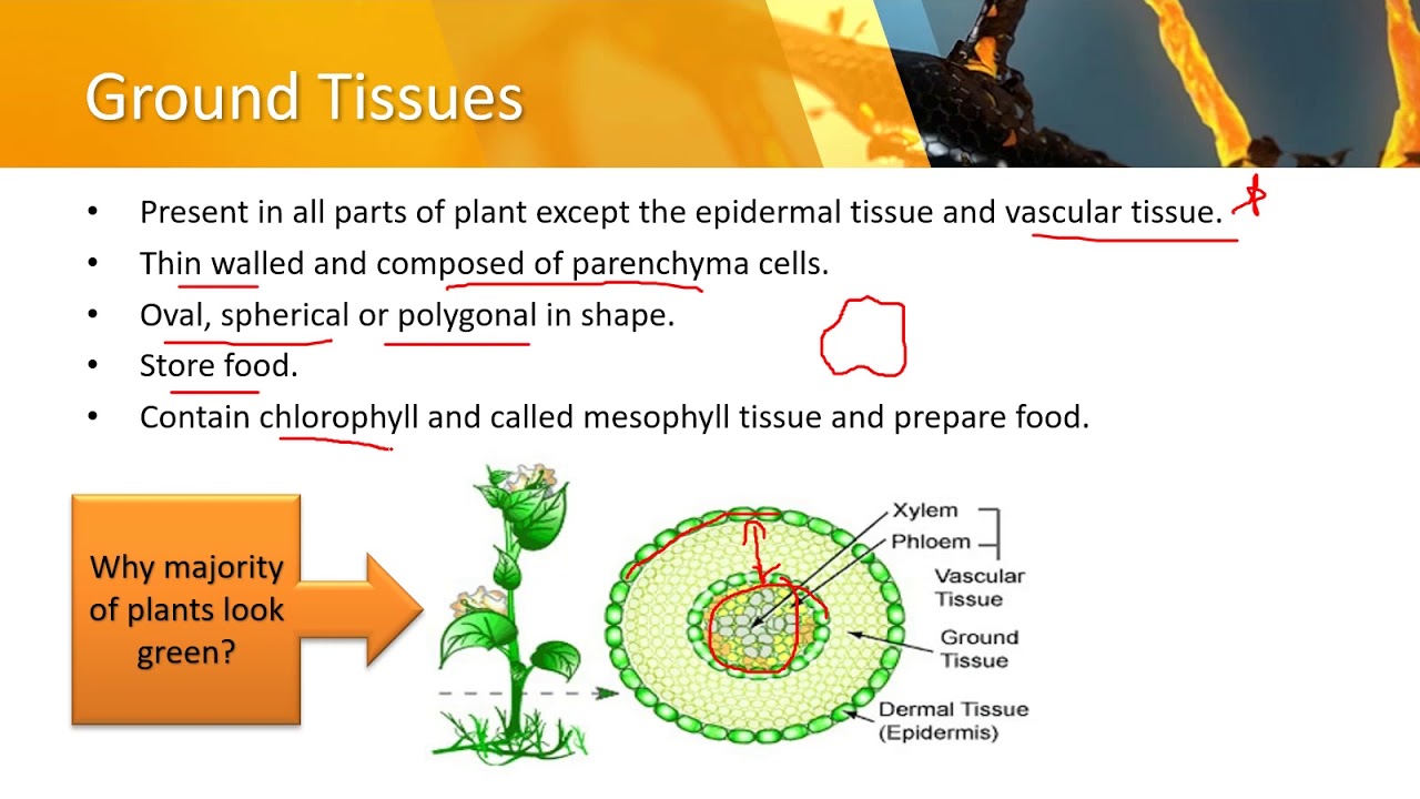 4.8 Plant Tissues | Lecture 15 | Class 9th Biology by Muhammad Yousaf