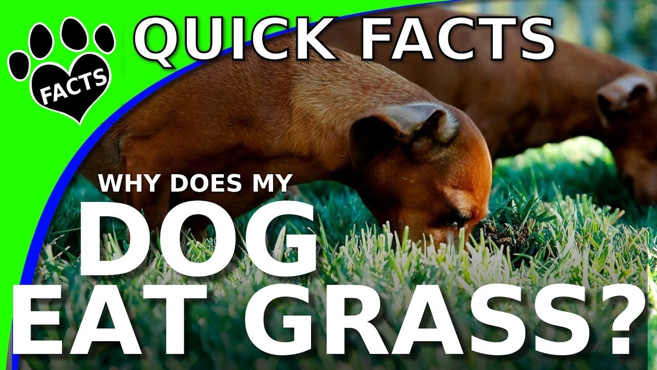 Why Does My DOG Eat GRASS to PUKE all of a sudden? - Animal Facts