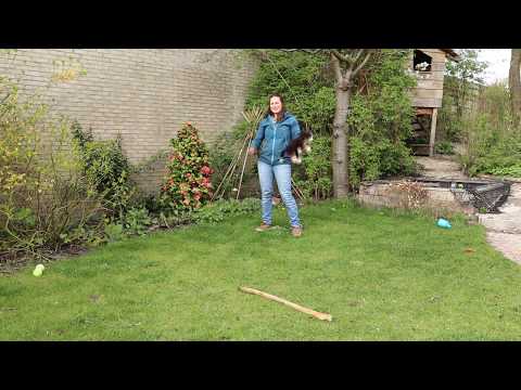 Video: Koppige honden trainen