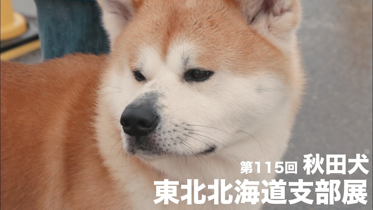 値下★北海道犬★親子★藤の丘 美夜之窯　干支置物　アイヌ犬 値下☆北海道犬☆親子☆藤の丘 美夜之窯 干支置物 アイヌ犬