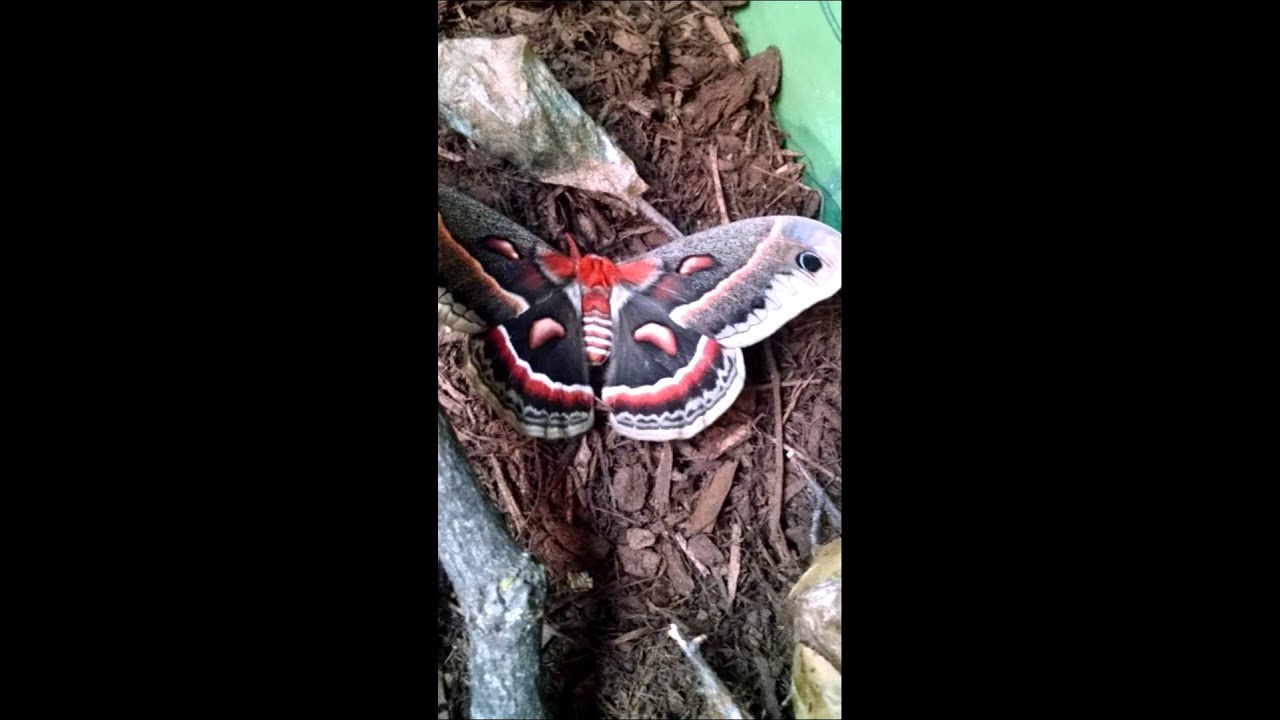 Butterfly Flapping Wings Slow Motion