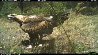 Wedge tailed eagles (Aquila audax)