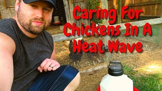 Keeping Chickens Cool In The Heat | Summer Care For Backyard Chickens