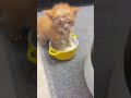 baby cat