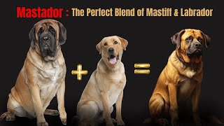 Mastador Marvels: The Perfect Blend of Mastiffs and Labradors! Mastiff Lab Mix: Meet The Mastador