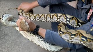 Famous Large Python Hiding in Backyard Startles Homeowners! Profile