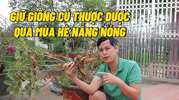 Cách giữ giống củ hoa thược dược qua mùa hè nắng nóng