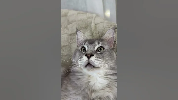 Video 11796971: mainecoon cats catlover