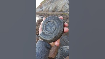 Fossil Hunting #fossils #ammonites #northyorkshirecoast #fossilcollecting