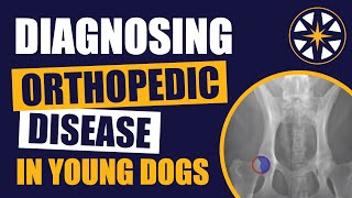 Diagnosing Orthopedic Disease In Young Dogs by NorthStar VETS 91 views 11 months ago 1 hour, 16 minutes