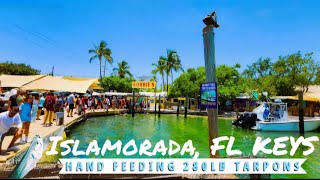 Feeding Tarpon At Robbies Marina Of Islamorada In The Florida Keys Travel Guide