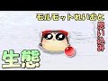 モルモットれいむと思い込み