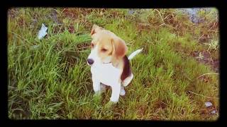 Boris The Beagle Trailer by Boris The Beagle 15,906 views 8 years ago 22 seconds