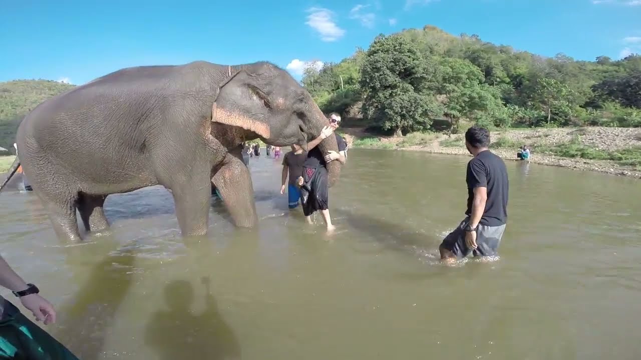 Elephant Lifts Me Up YouTube elephant-lifts-me-up-youtube