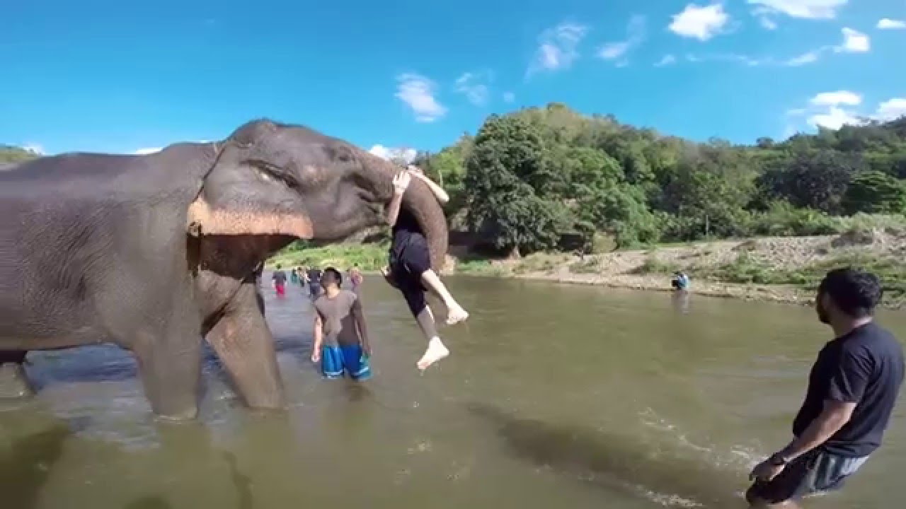 Elephant Lifts Me Up YouTube Elephant Lifts Me Up YouTube
