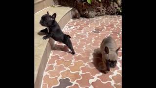 Perrita Bulldog Frances Blue Merle Gemita