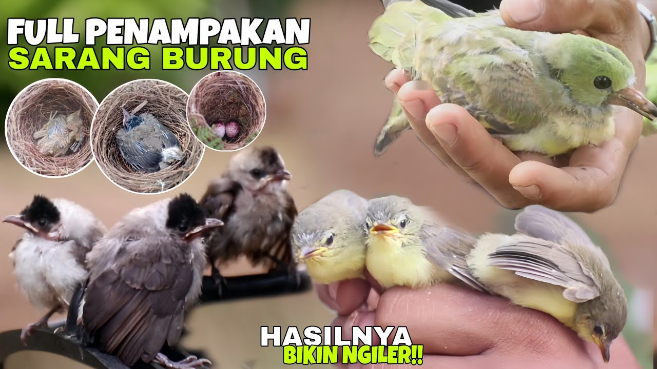 NGEBOLANG MENCARI SARANG BURUNG BANYAK ANAKAN BURUNG YANG SUDAH SIAP PANEN