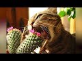 Смешные кошки и собаки ИЮЛЬ 2019 Новые приколы с котами, смешные коты 2019 funny cats animals #90