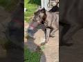 На этот раз обувное ОПГ орудует 🤣 #канекорсо #canecorso #puppy #canecorsolove #greatdane #щенок